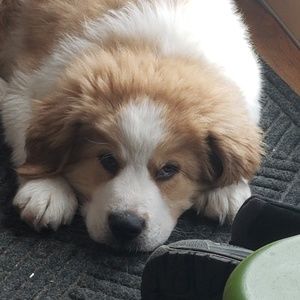 Meet your Posher, Tanya